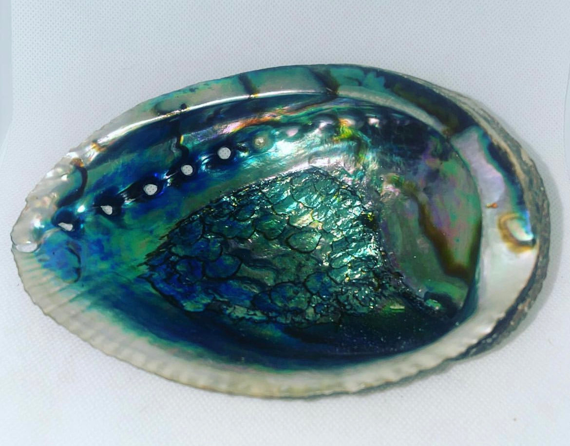 Abalone haliotis