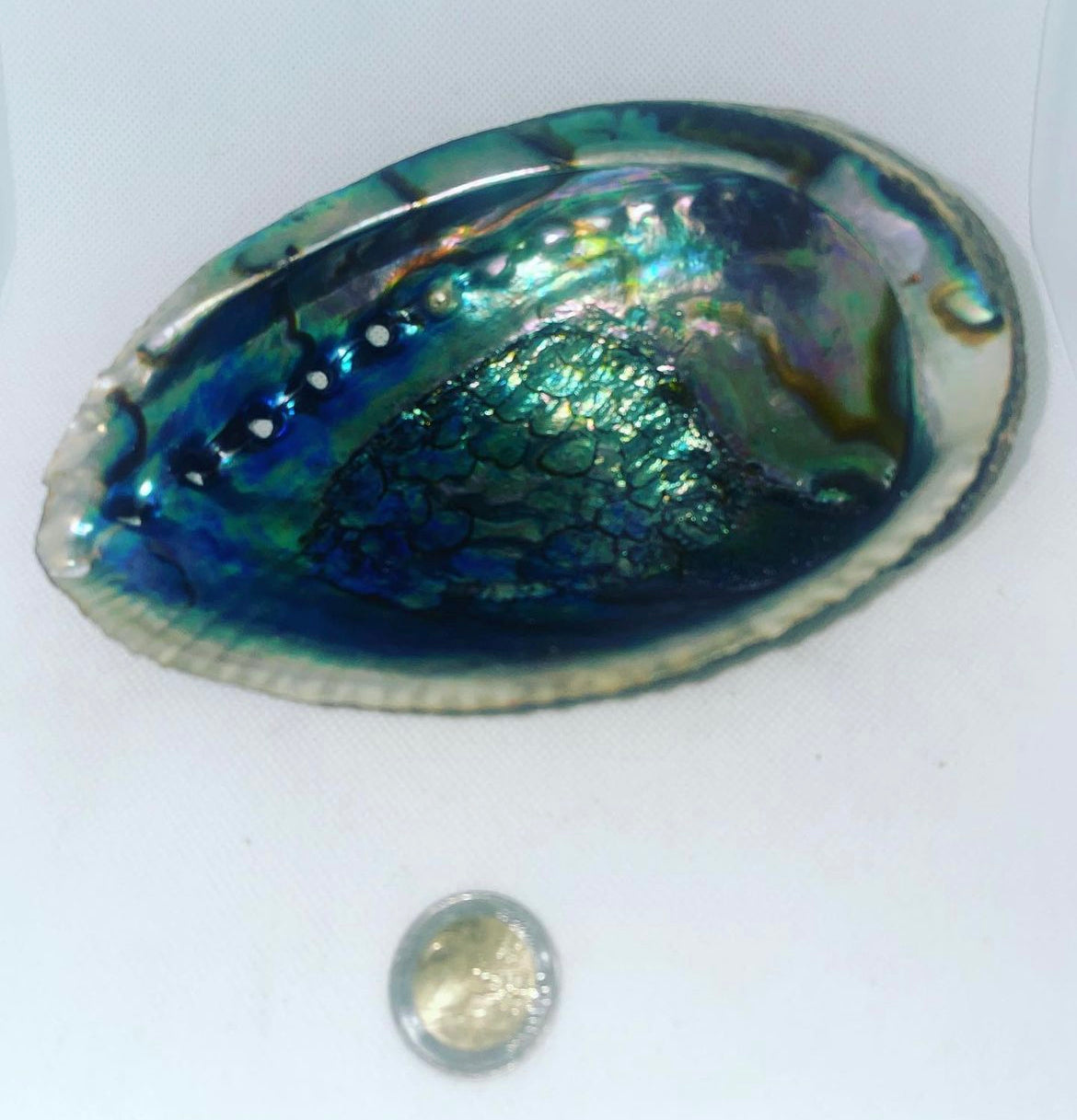 Abalone haliotis